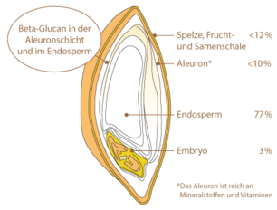 [Translate to Englisch:] beta gerste